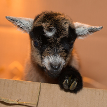 Fishers Mobile Farm PYGMY GOATS